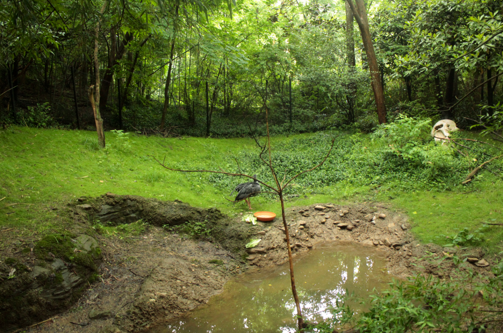 May. 2017 - Jungle Trails - Crested Screamer Exhibit