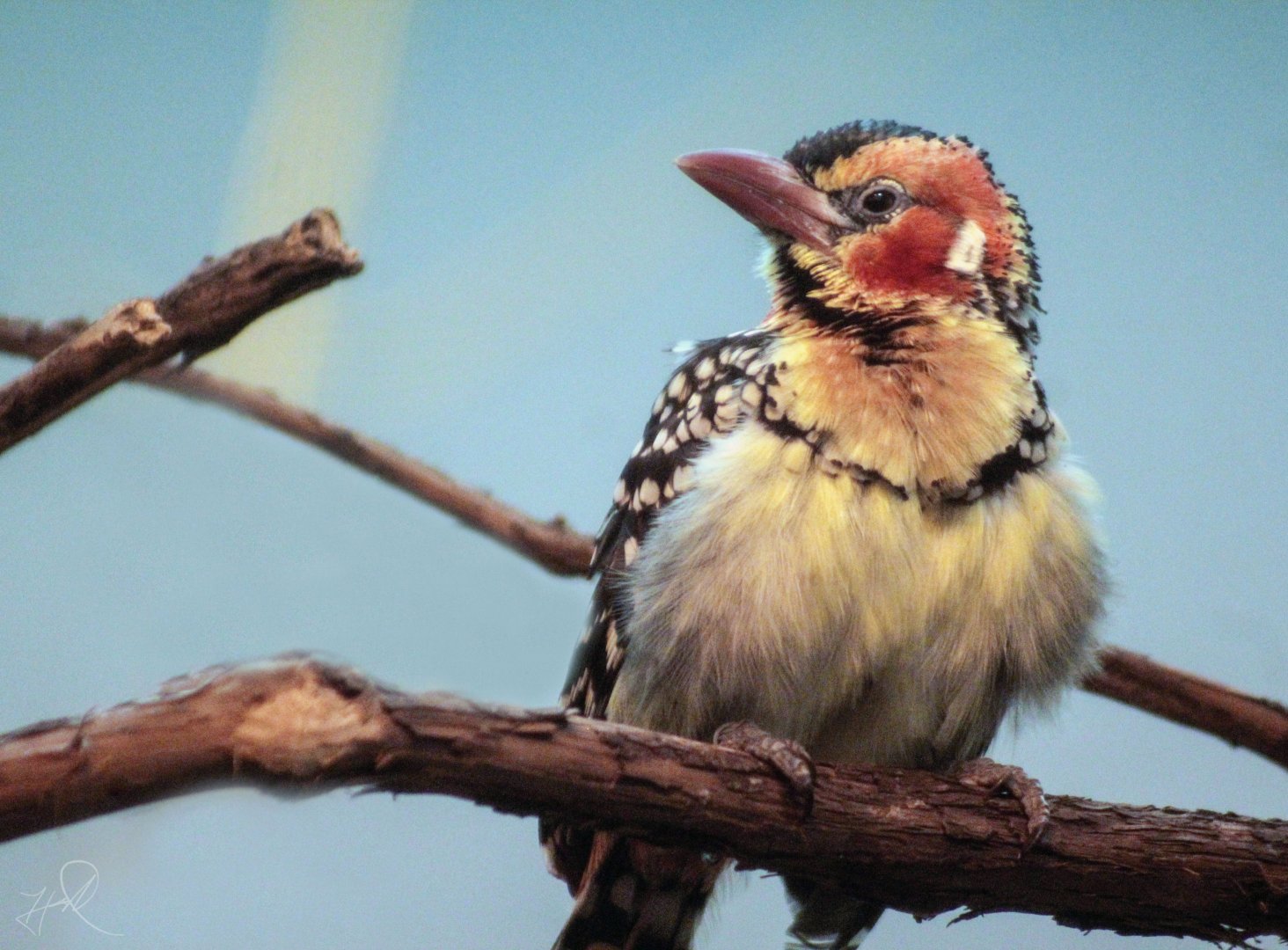 May. 2017 - Jungle Trails - Red-and-Yellow Barbet