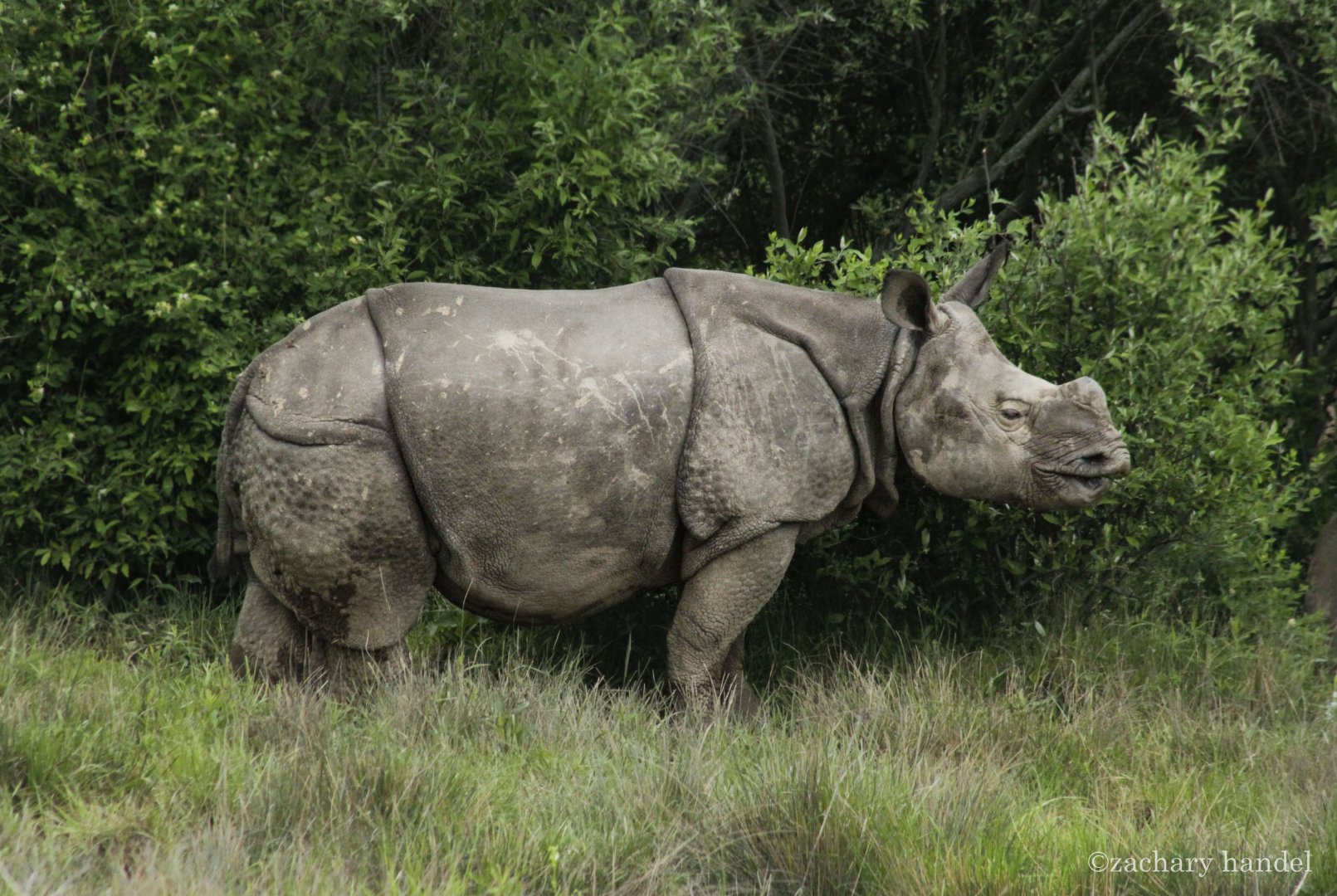 May. 2017 - Juvenile Indian Rhinoceros