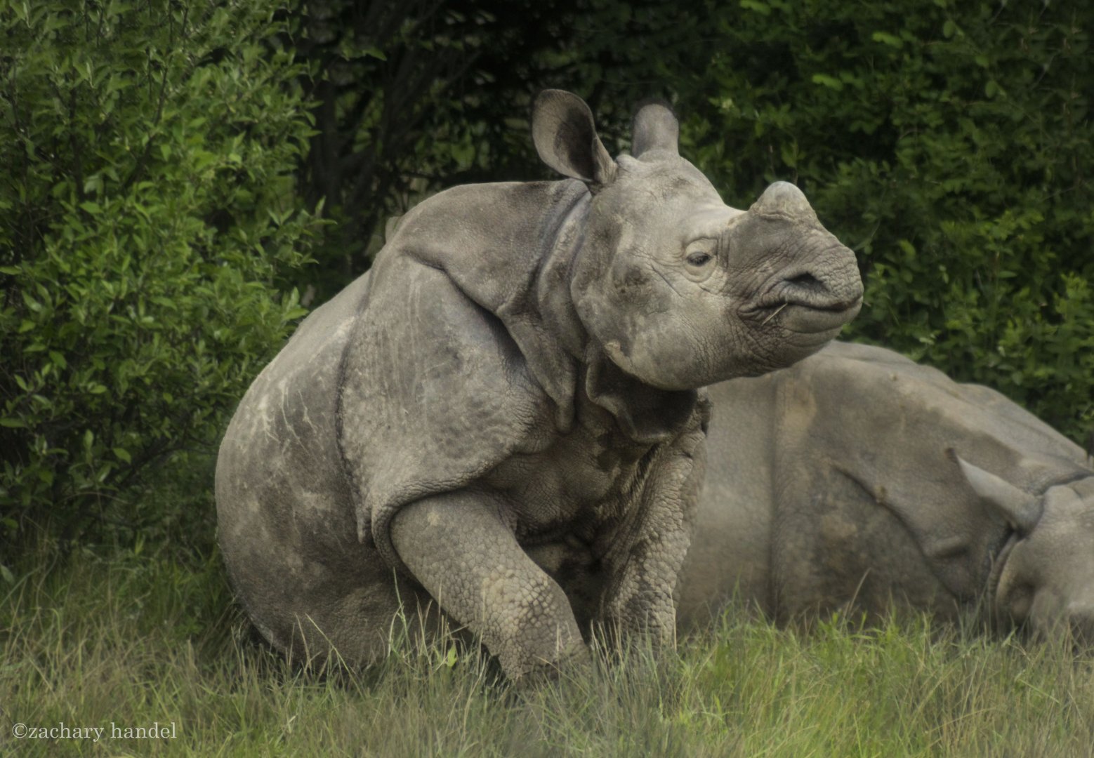 May. 2017 - Juvenile Indian Rhinoceros