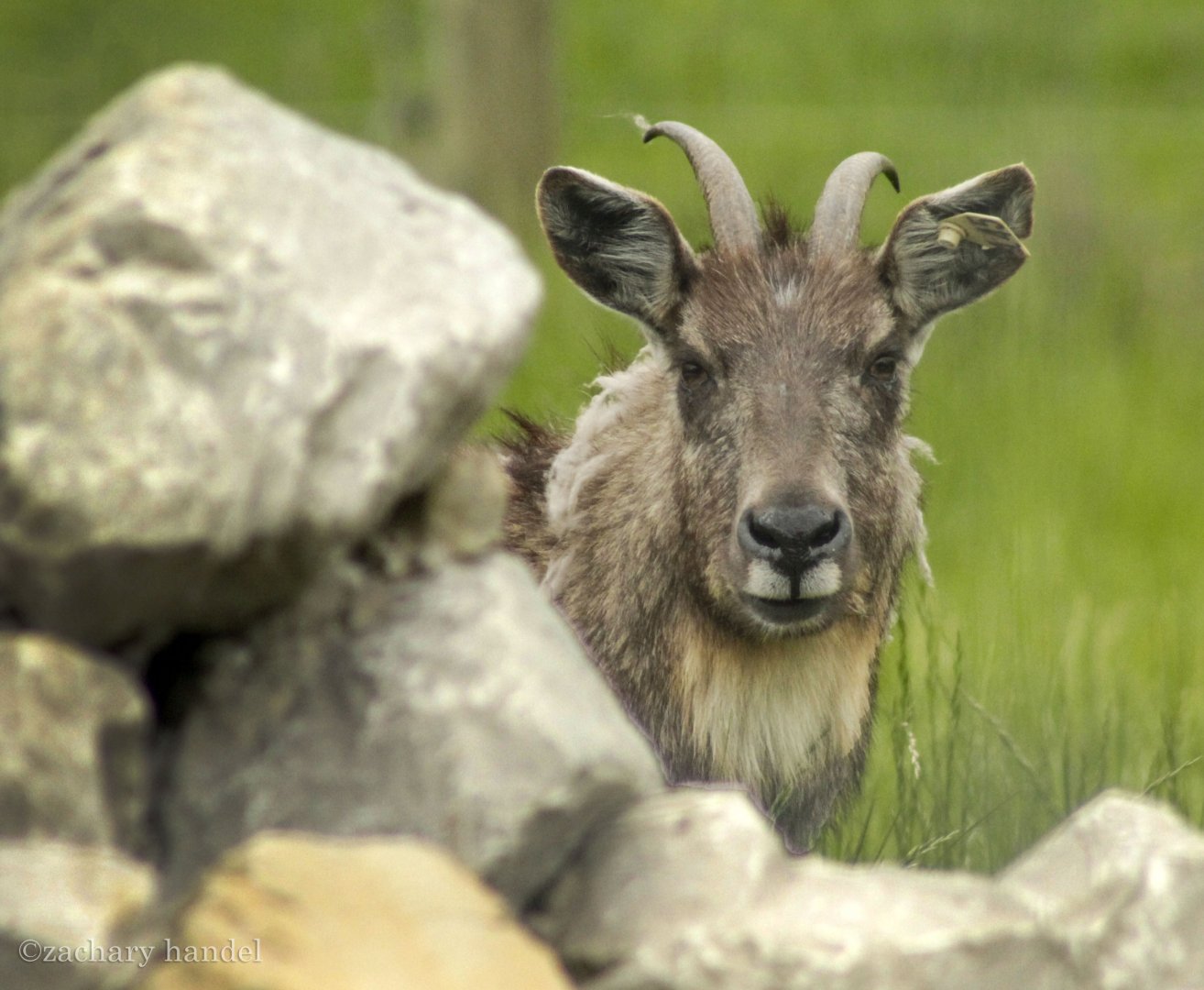 May. 2017 - Lake Trail - Chinese Goral
