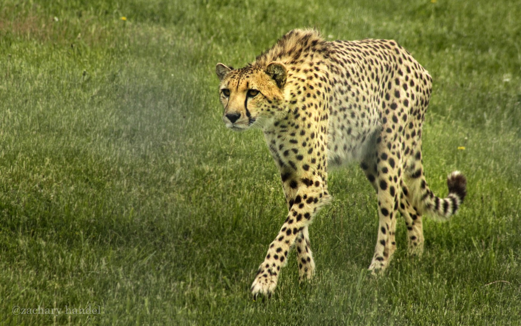 May. 2017 - Mid-sized Carnivore Conservation Center - Cheetah