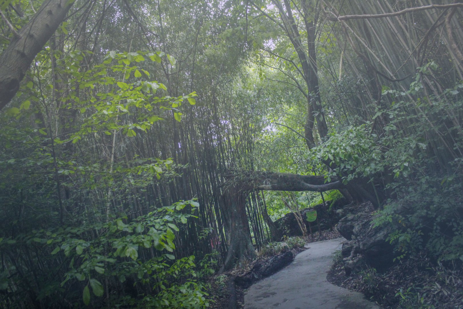 May. 2017 - Misty Jungle Trails