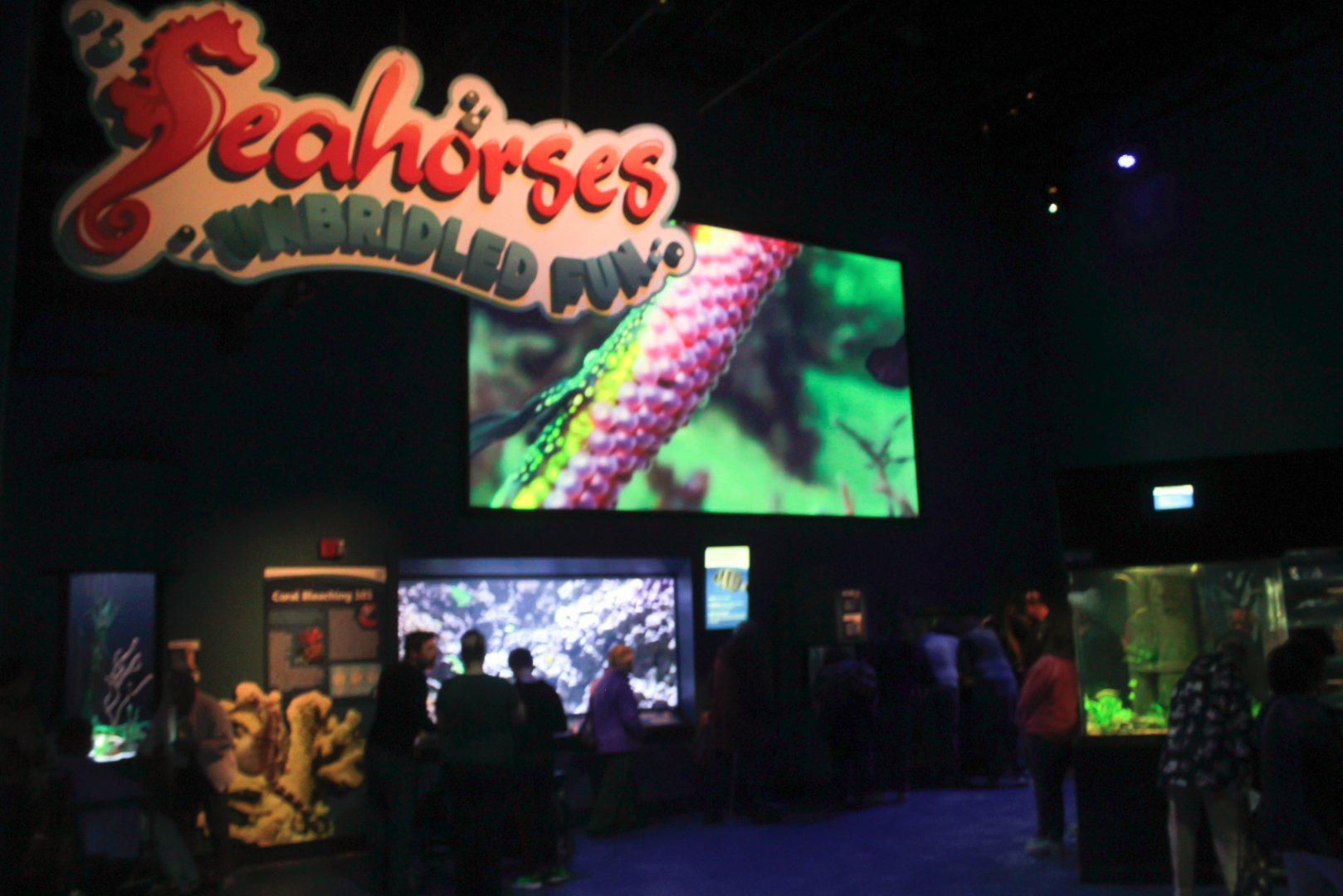 May. 2017 - New 2016 - Seahorses: Unbridled Fun