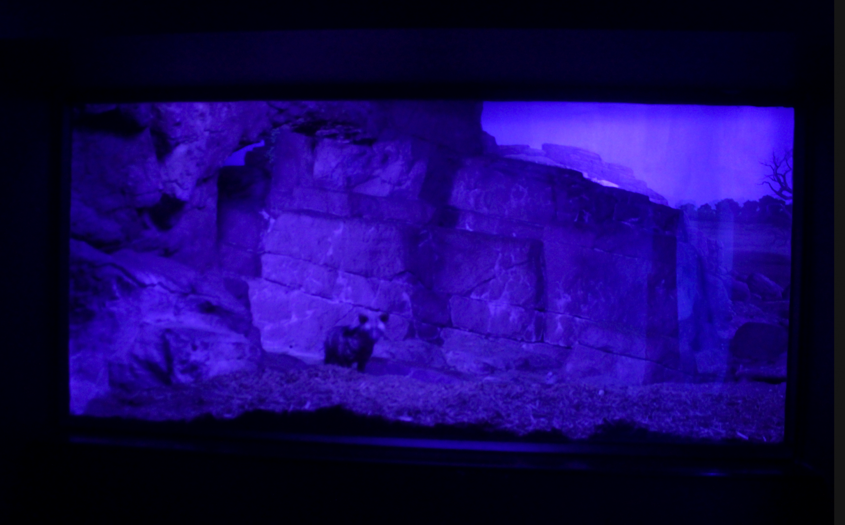 May. 2017 - Night Hunters - 75 % of Aardwolf Exhibit