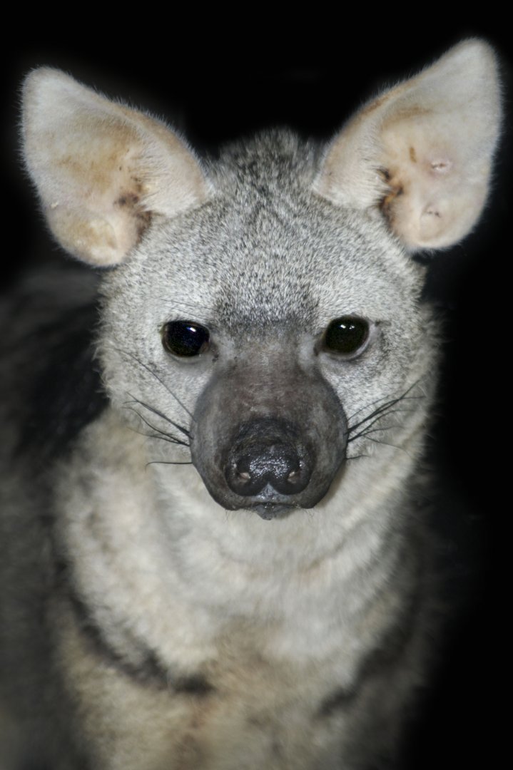 May. 2017 - Night Hunters - Aardwolf