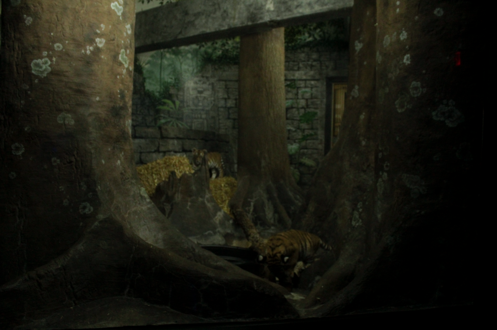 May. 2017 - Night Hunters - Malayan Tiger Cub Exhibit