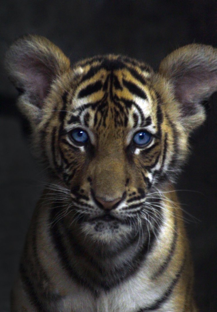 May. 2017 - Night Hunters - Tiger Cub