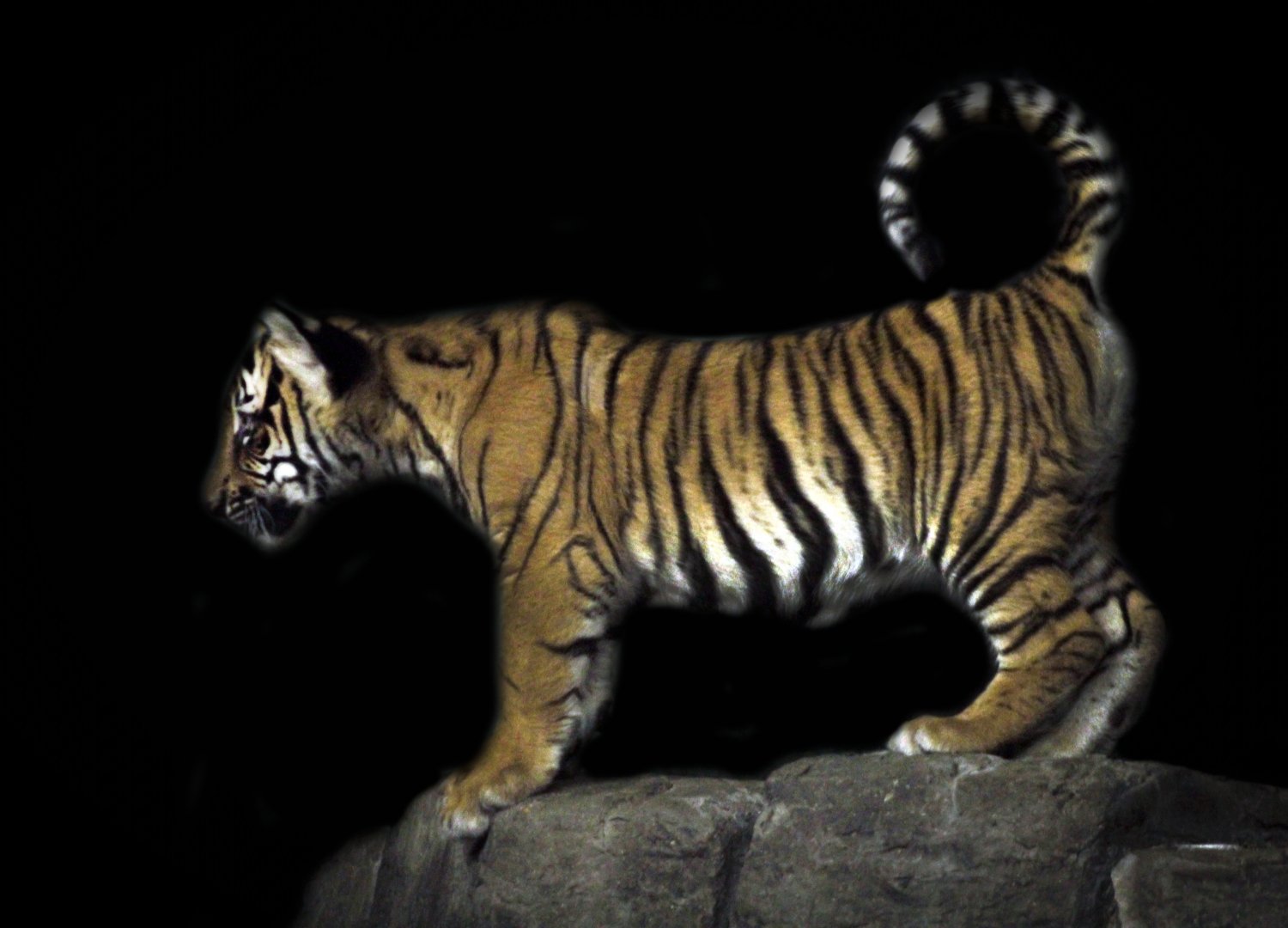 May. 2017 - Night Hunters - Tiger Cub