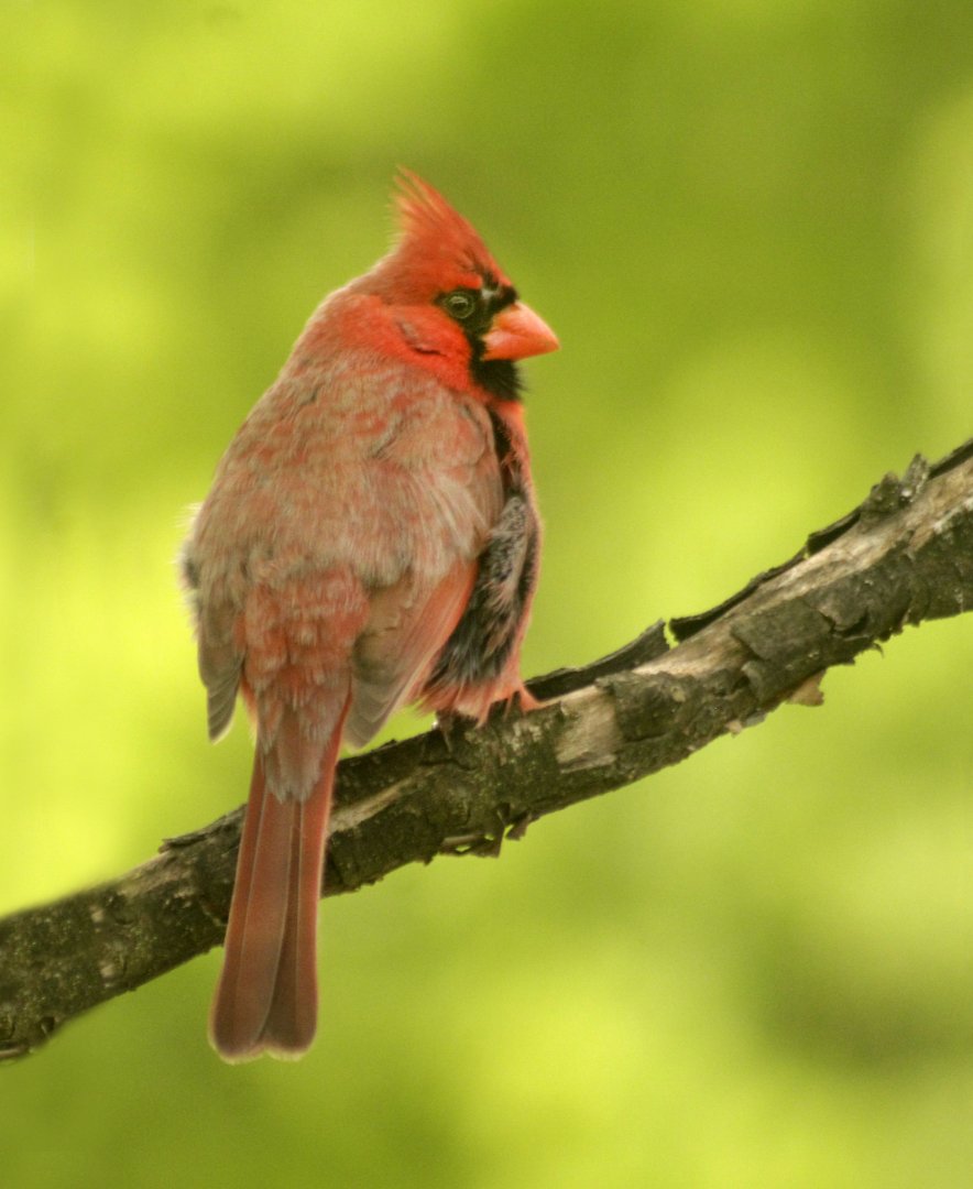 May. 2017 - Northern Cardinal