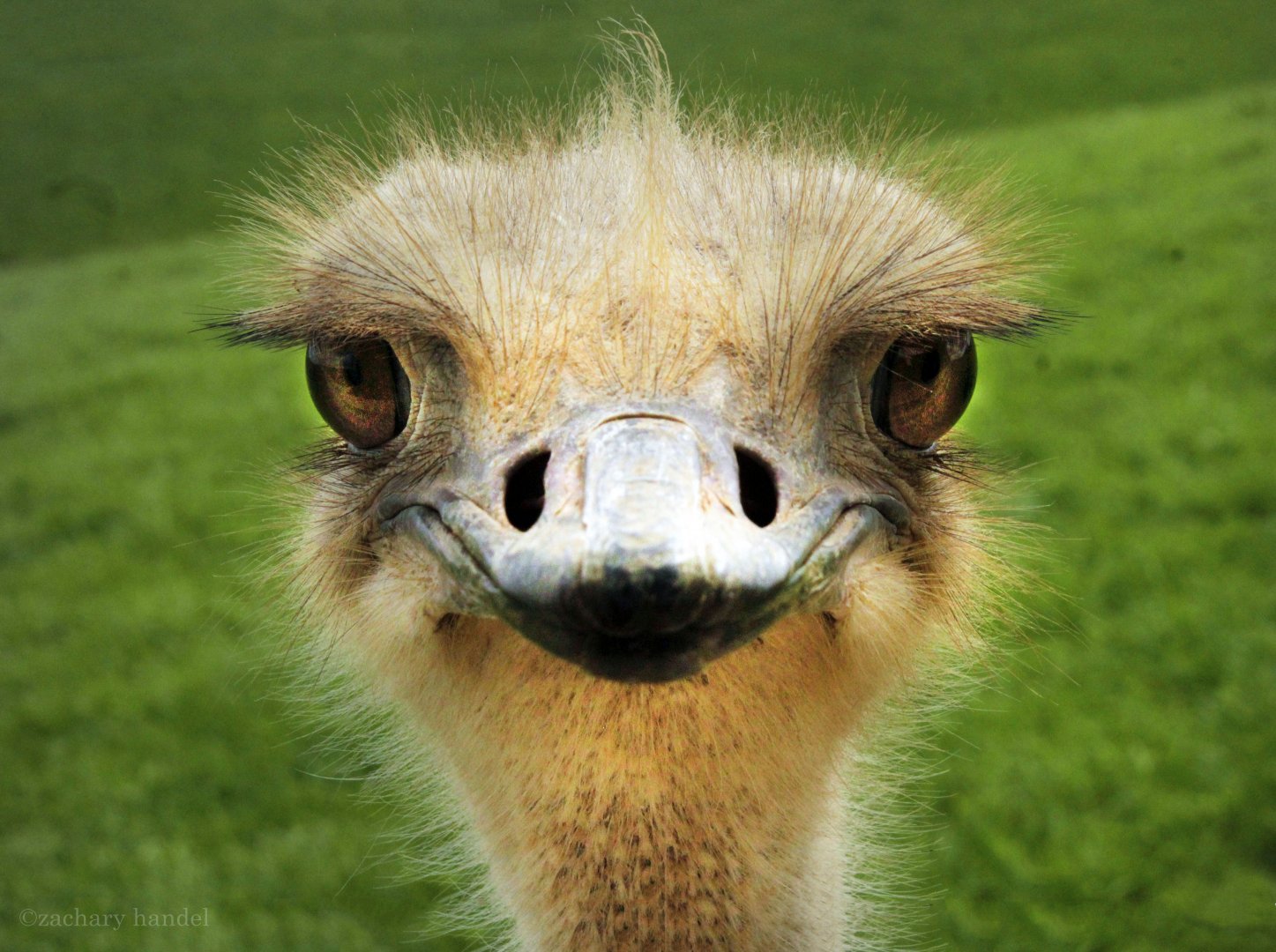 May. 2017 - Ostrich Portrait