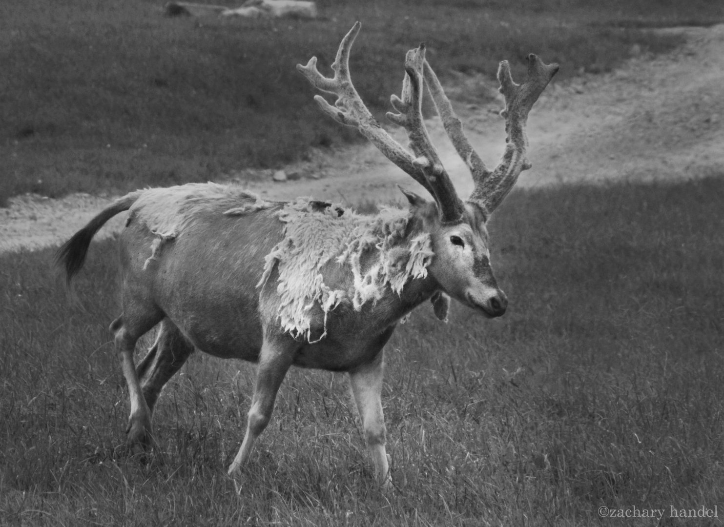 May. 2017 - Pere David's Deer