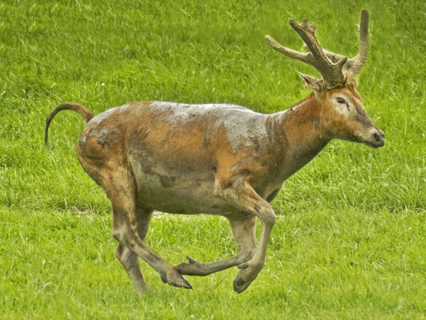 May. 2017 - Père David's deer