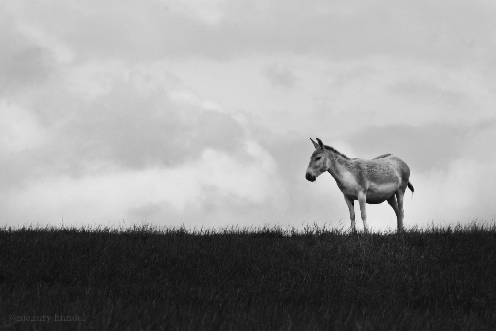May. 2017 - Persian Onager