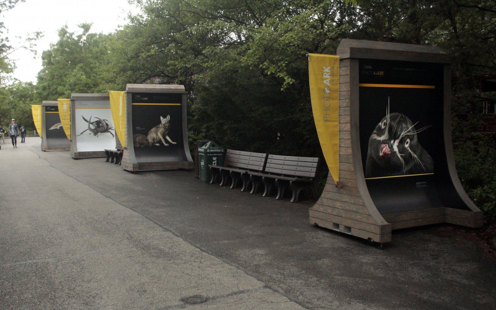 May. 2017 - PhotoArk Displays - Featuring One of the Zoo's Auklets