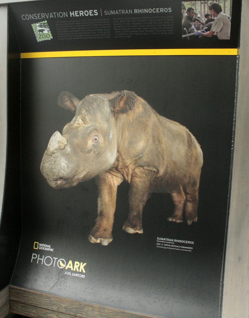 May. 2017 - PhotoArk - Featuring Harapan