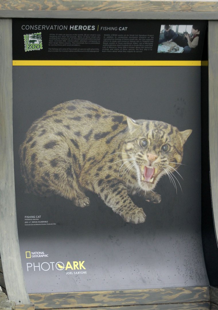 May. 2017 - PhotoArk - Featuring The Zoo's Fishing Cat