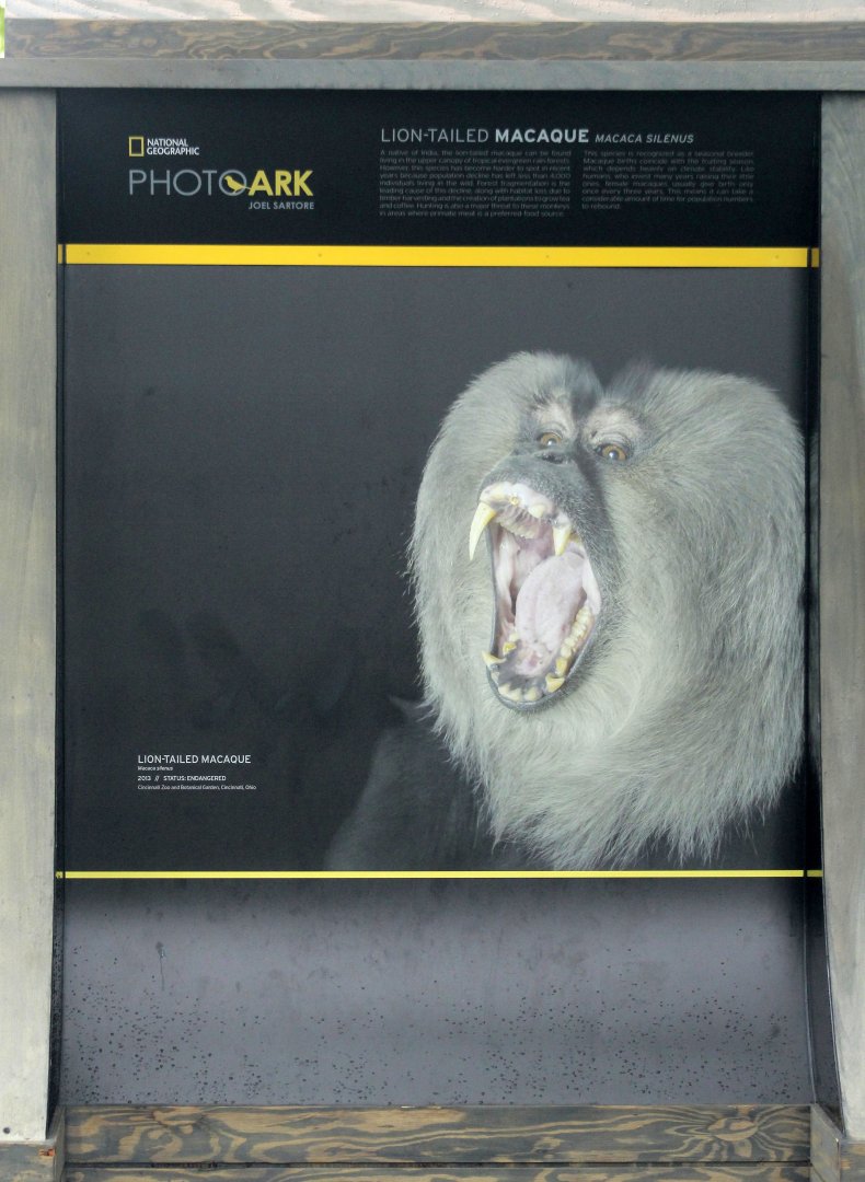 May. 2017 - PhotoArk - Featuring The Zoo's Macaque