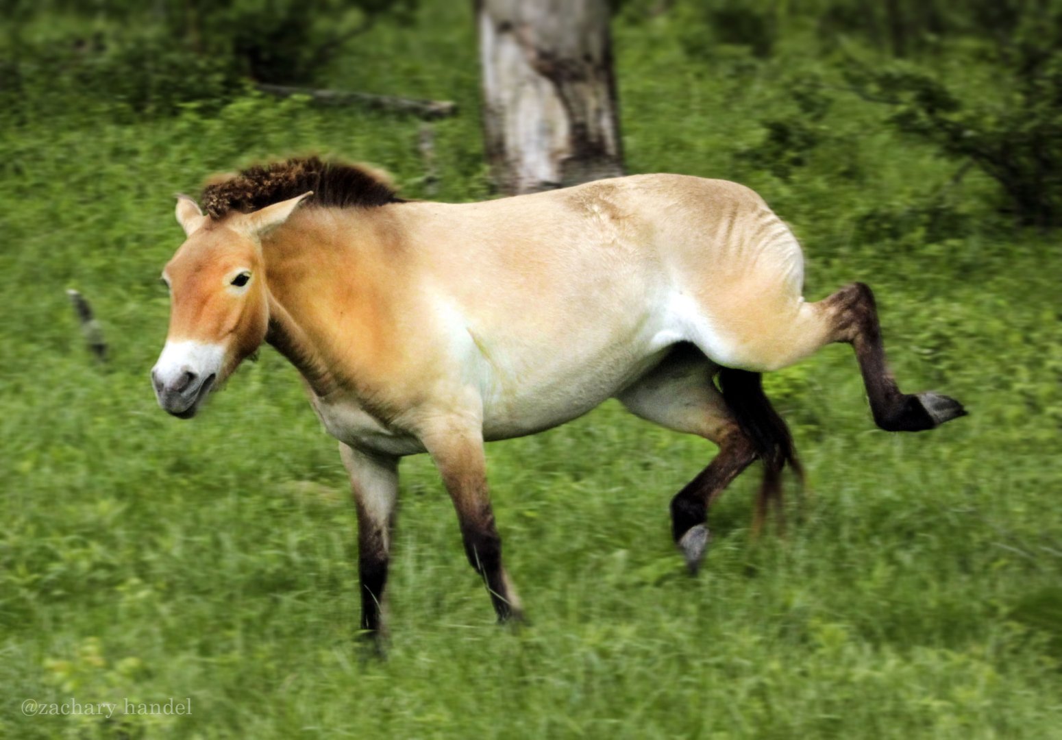 May. 2017 - Przewalski's Wild Horse