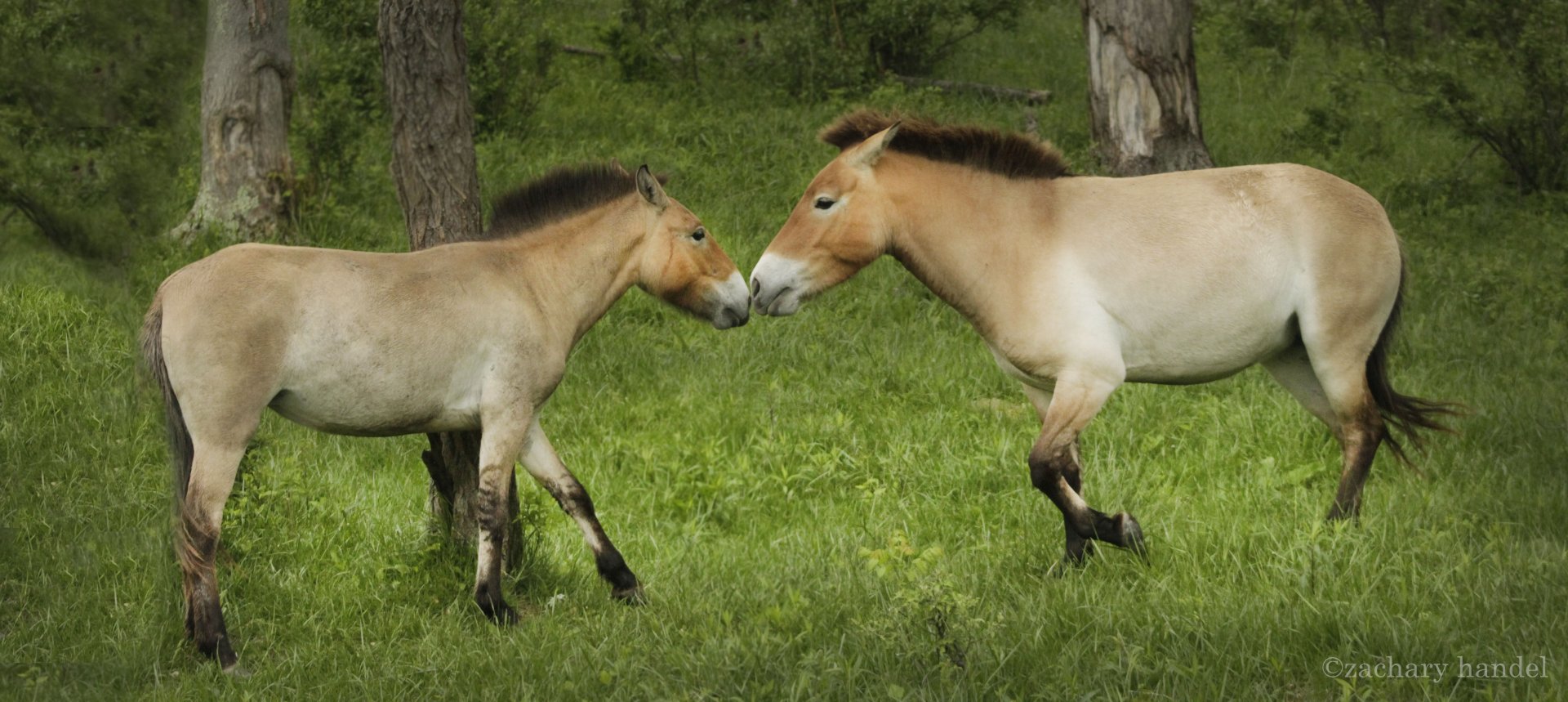 May. 2017 - Przewalski's Wild Horses