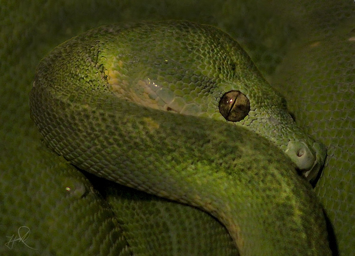 May. 2017 - Reptile House - Green Tree Python