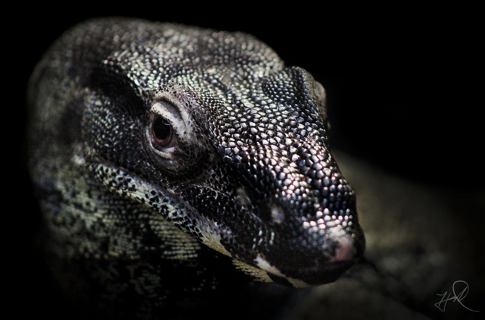 May. 2017 - Reptile House - Lace Monitor (New Species)