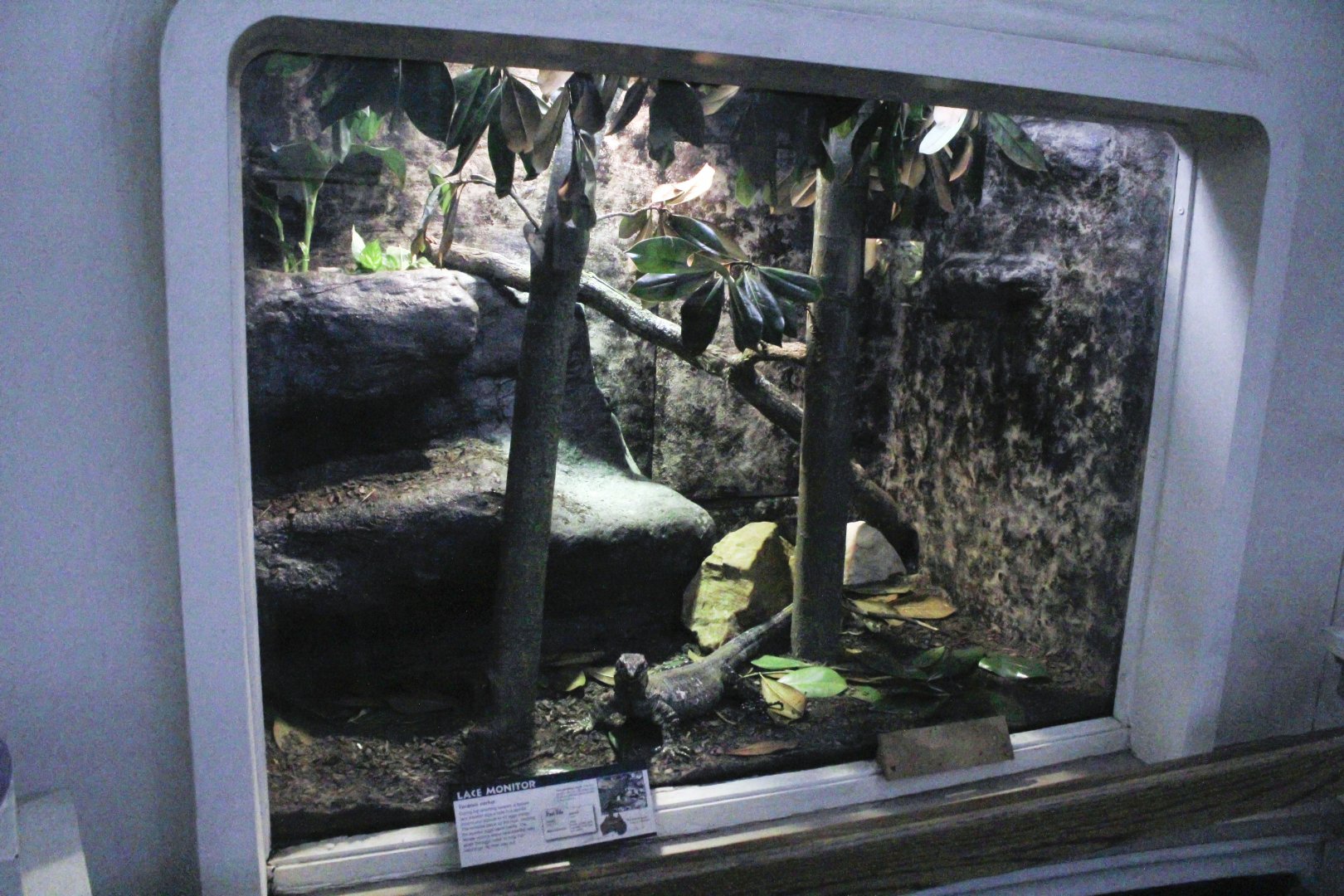 May. 2017 - Reptile House - (New Exhibit) Lace Monitor Exhibit