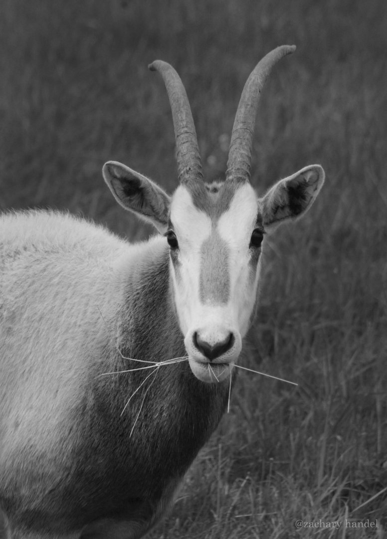May. 2017 - Scimitar-horned Oryx