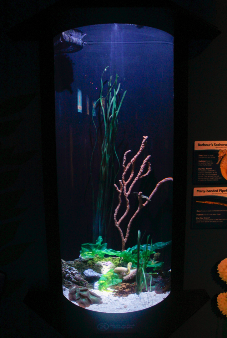 May. 2017 - Seahorses: Unbridled Fun - Barbour's Seahorses + Many-banded Pipefish Tank