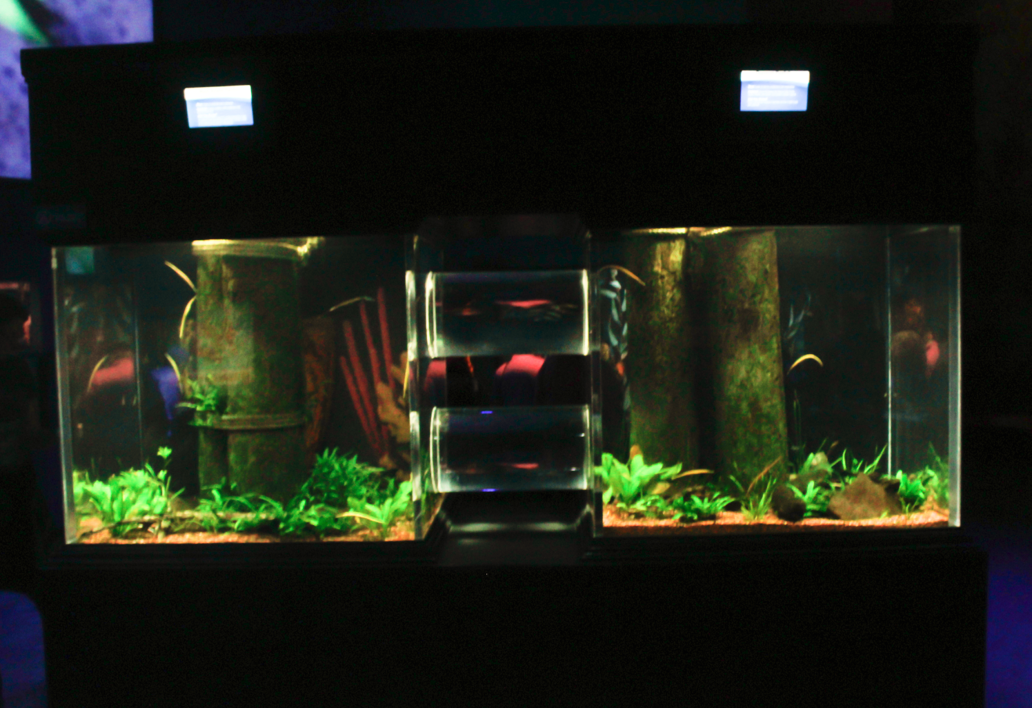 May. 2017 - Seahorses: Unbridled Fun - Black Striped Pipefish + Opossum Pipefish Tank