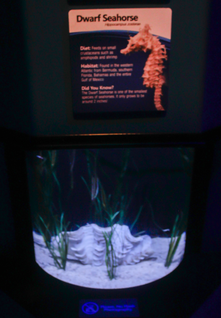 May. 2017 - Seahorses: Unbridled Fun - Dwarf Seahorse + Razorfish Tank