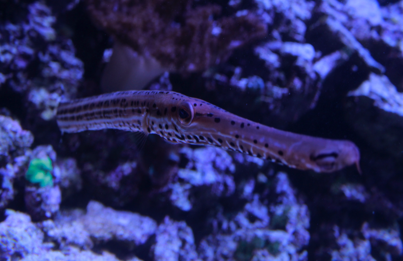 May. 2017 - Seahorses: Unbridled Fun - ID Please?