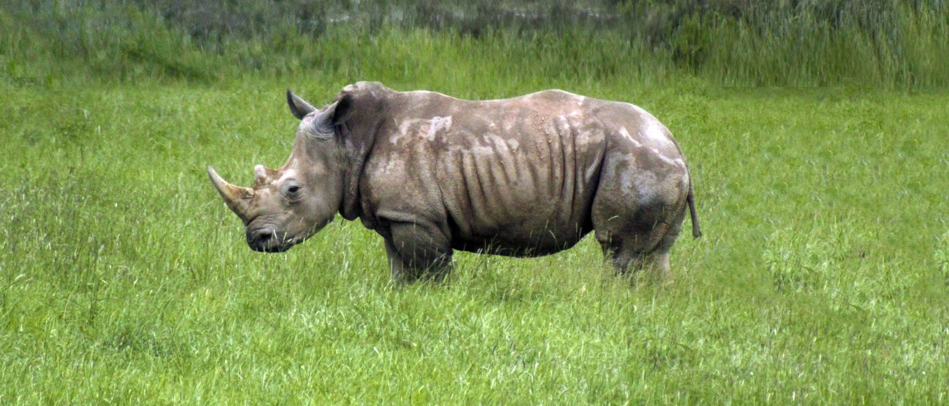 May. 2017 - Southern White Rhino