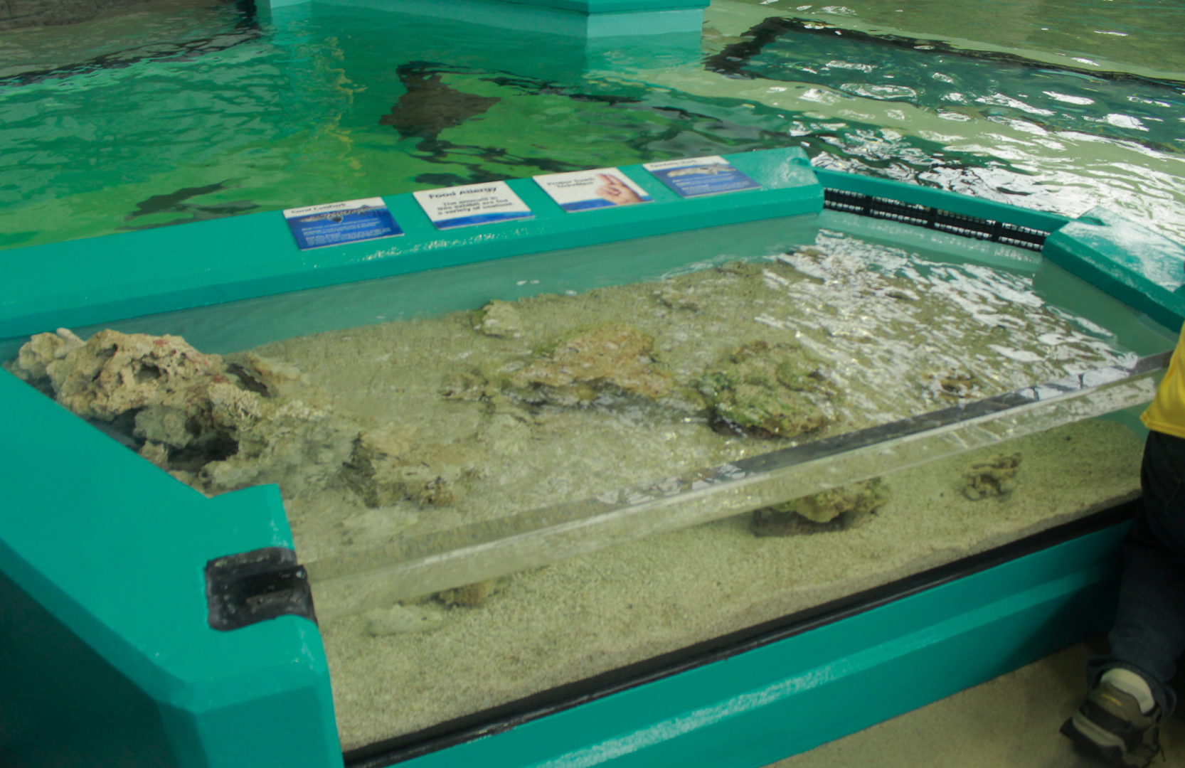 May. 2017 - Stingray Hideaway (New 2017) - Touch Tank for Small Sharks