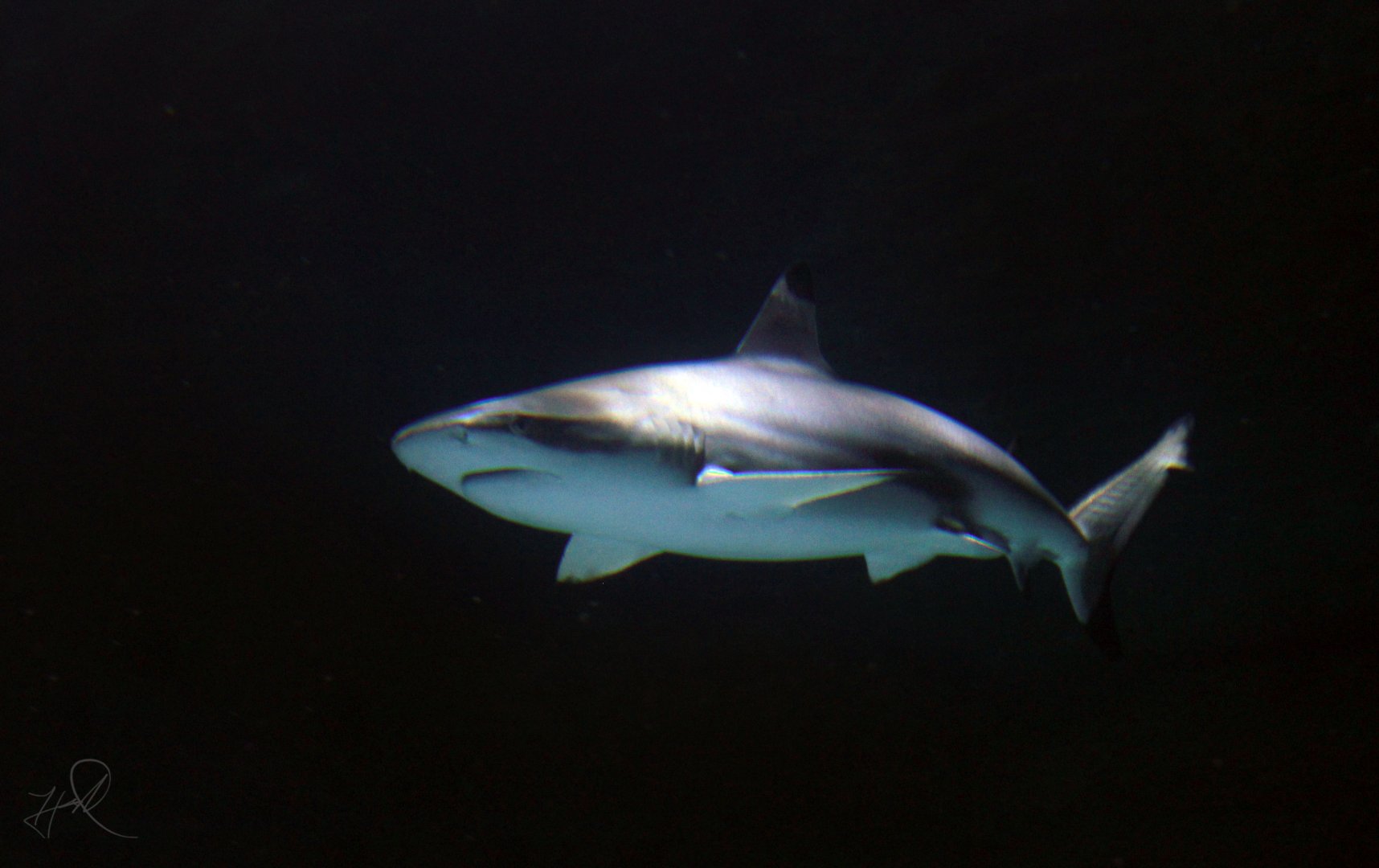 May. 2017 - Surrounded By Sharks - Blacktip