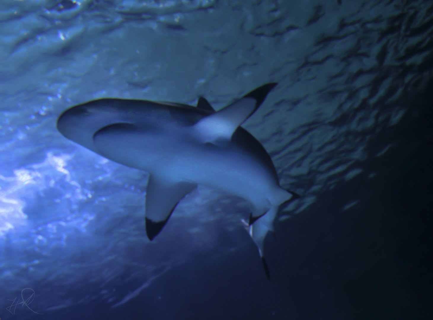 May. 2017 - Surrounded By Sharks - Blacktip