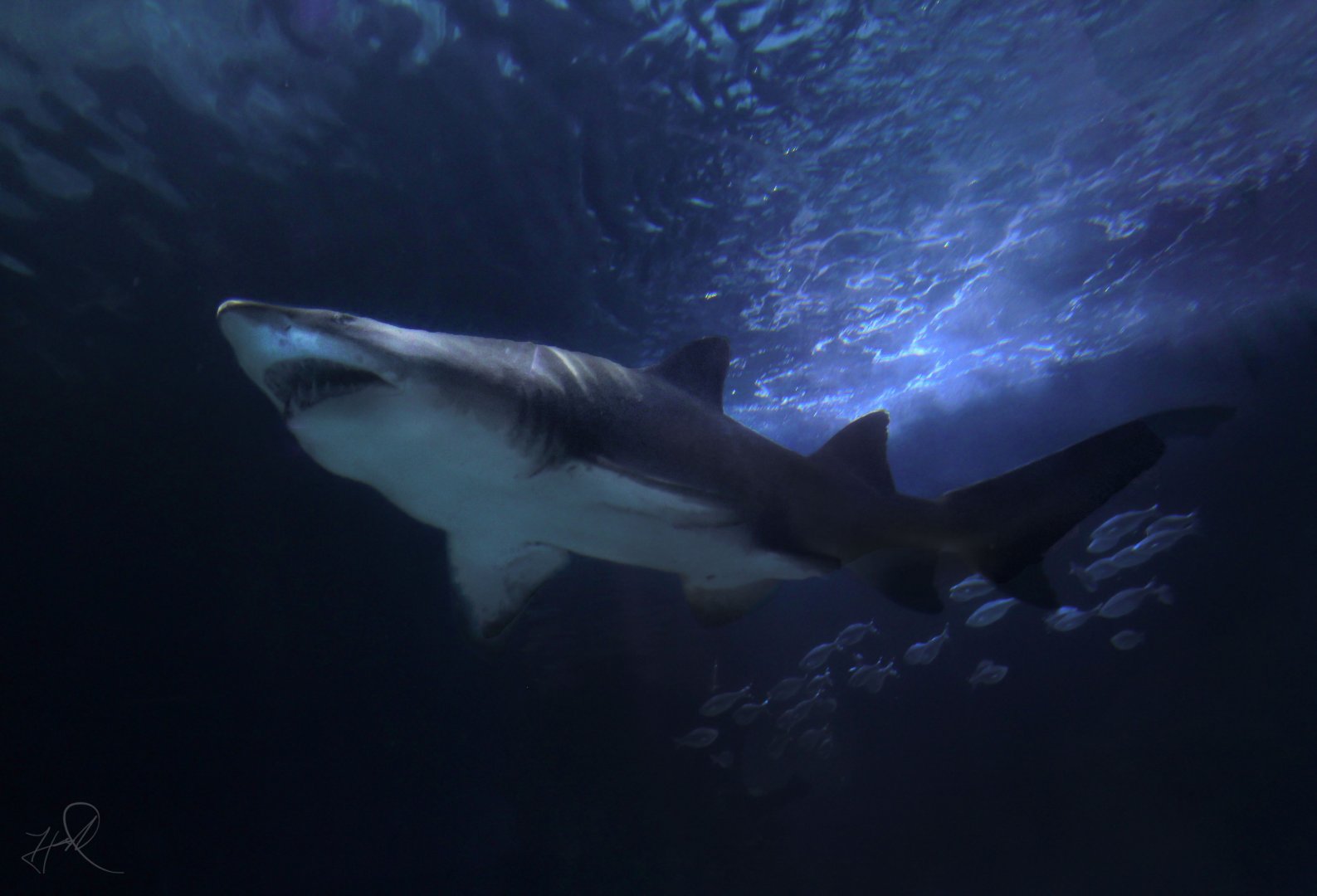 May. 2017 - Surrounded By Sharks - Sandtiger Shark