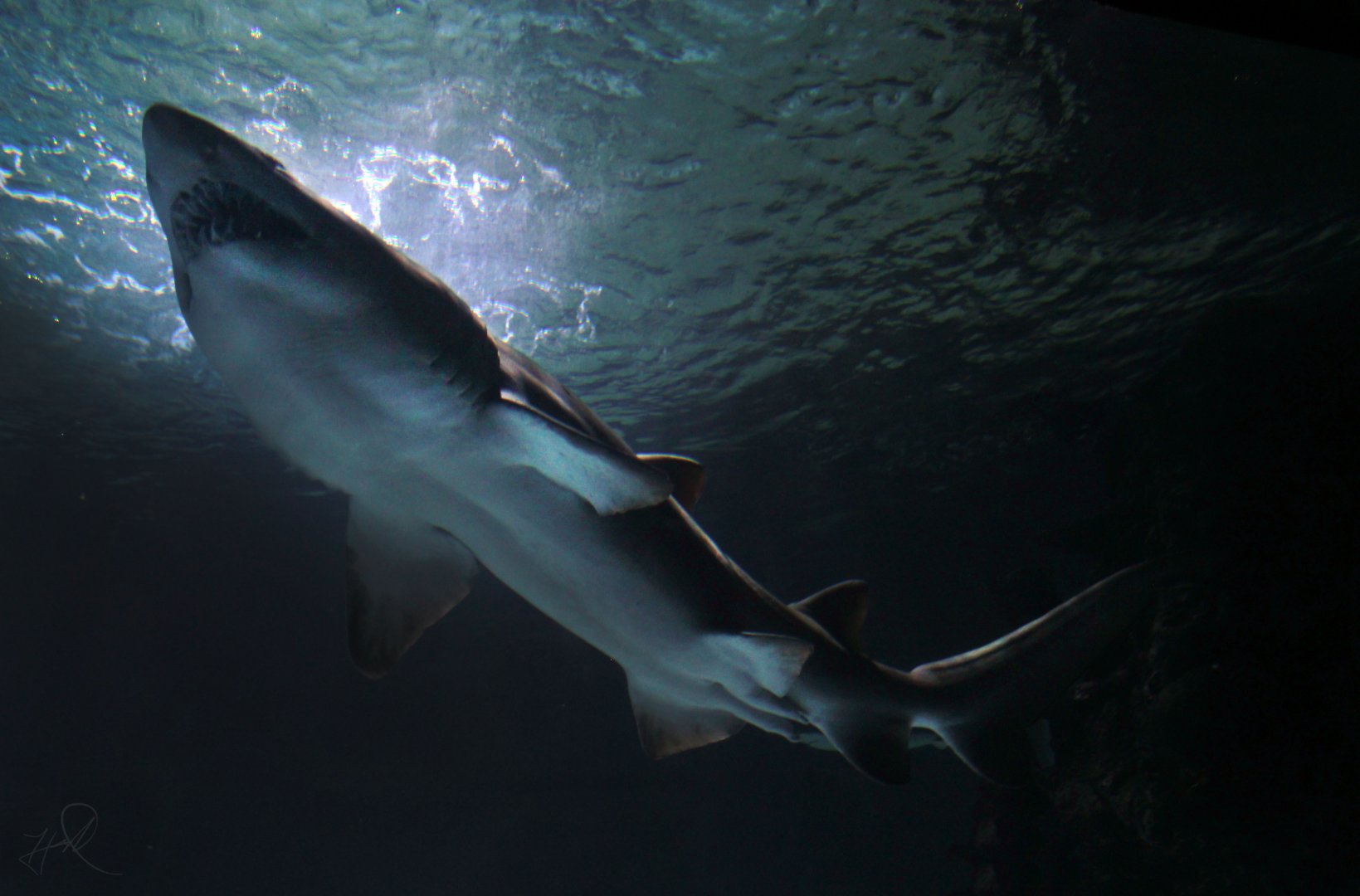 May. 2017 - Surrounded By Sharks - Sandtiger Shark