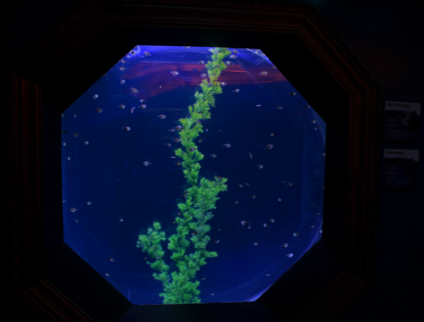 May. 2017 - The Gallery - Black Skirt Tetra + Zebra Danios Tank