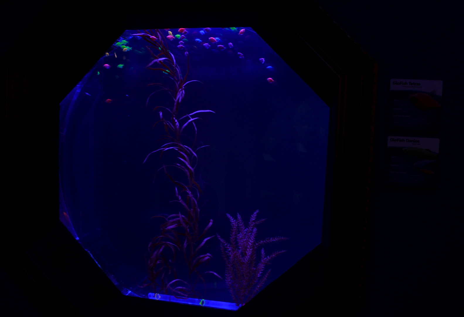 May. 2017 - The Gallery - GloFish Tetra + GloFish Danios Tank