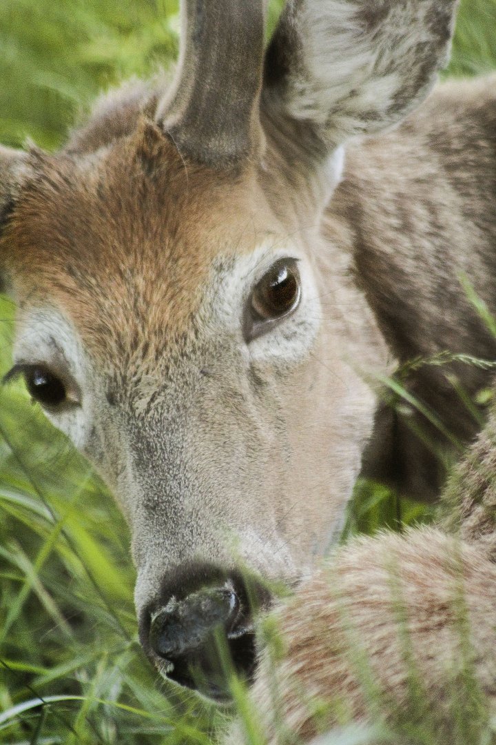 May. 2017 - White-tailed Deer