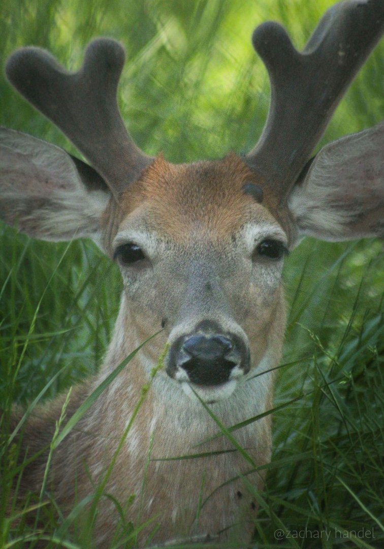 May. 2017 - White-tailed Deer