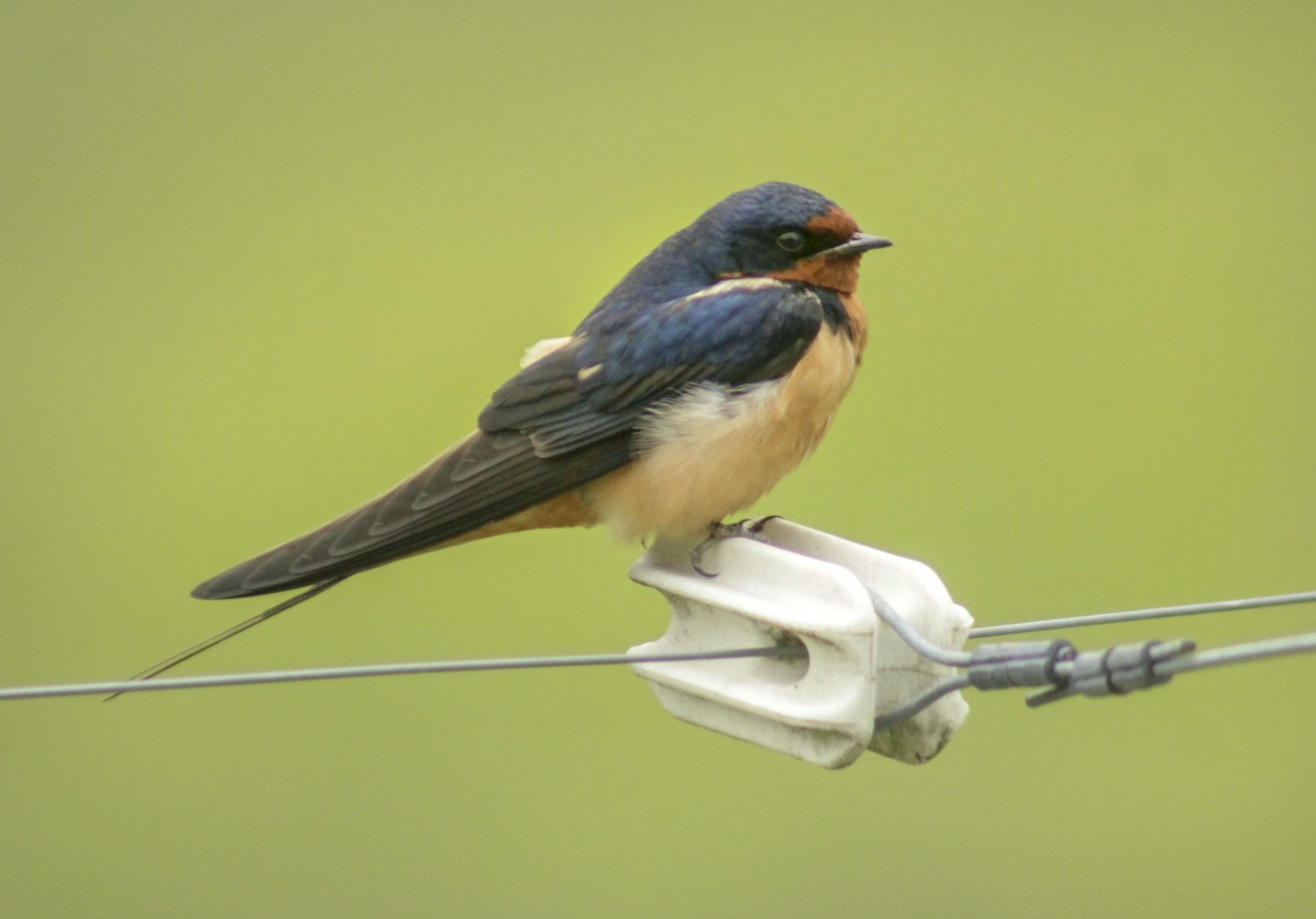 May. 2017 - Wild Barn Swallow