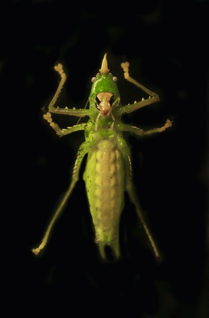 May. 2017 - World Of The Insect - Rhinoceros Katydid