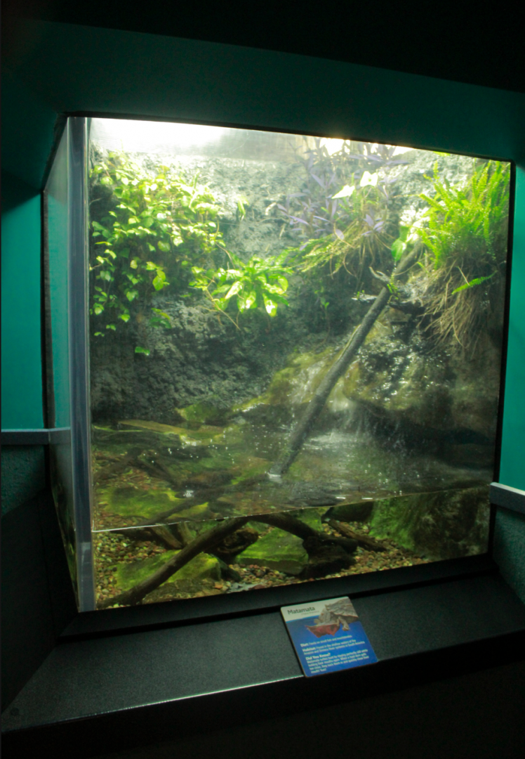 May. 2017 - World Rivers - MataMata Exhibit