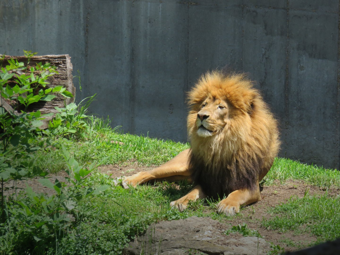 [May 2018] Big Cat Country- lion (Panthera leo) lying