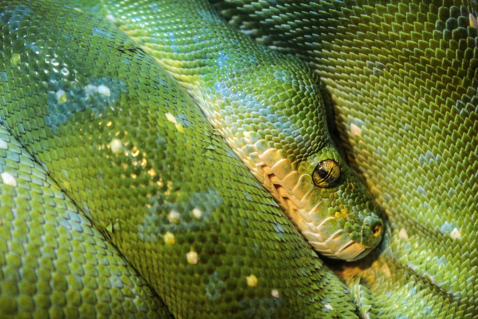 May. 2018 - Deserts - Drop Dead Gorgeous Snakes - Green Tree Python