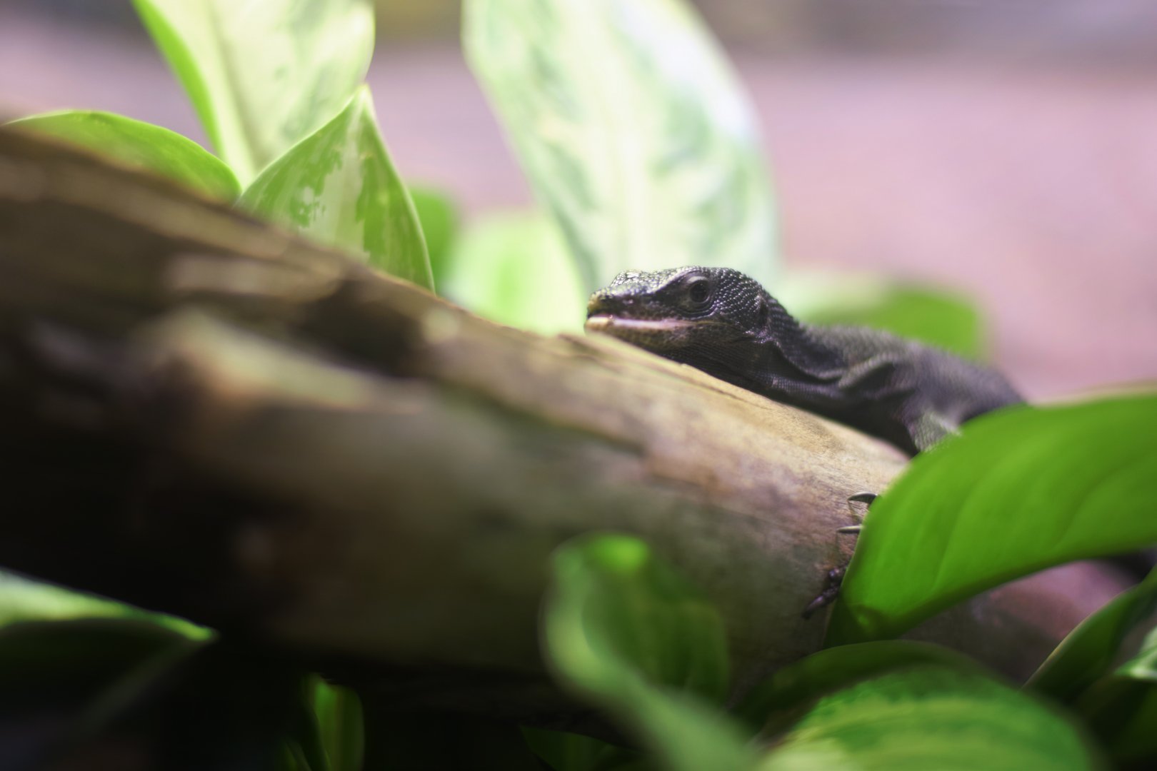 [May 2018] Herpetarium- black tree monitor (Varanus beccarii)