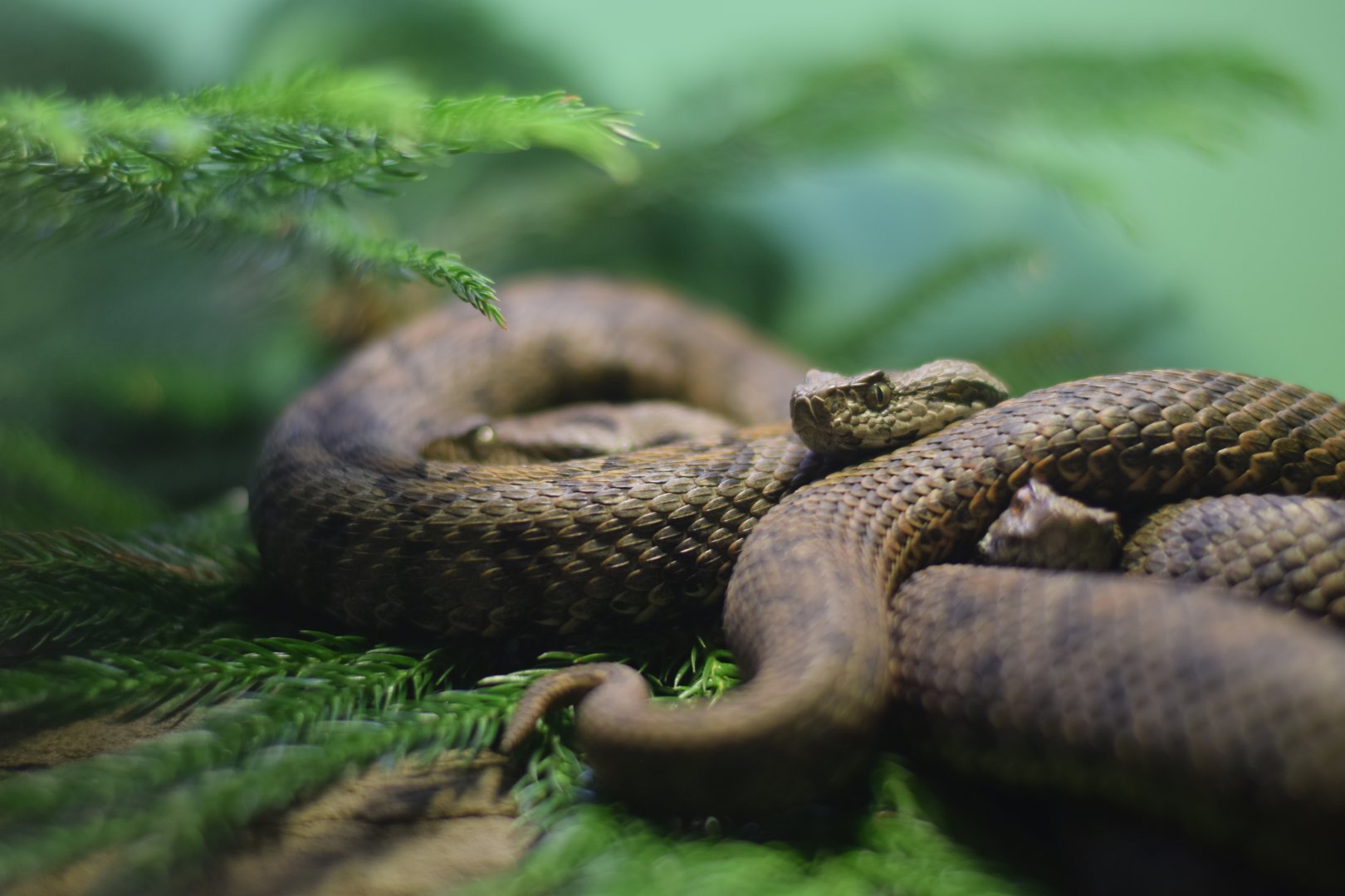 [May 2018] Herpetarium- Iranian mountain vipers (Montivipera albicornuta)