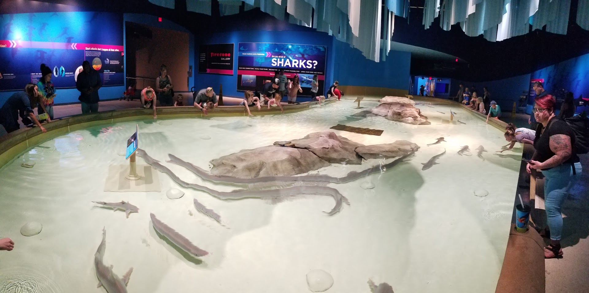 May. 2018 - Oceans - Smooth Dogfish Touch Tank Panorama